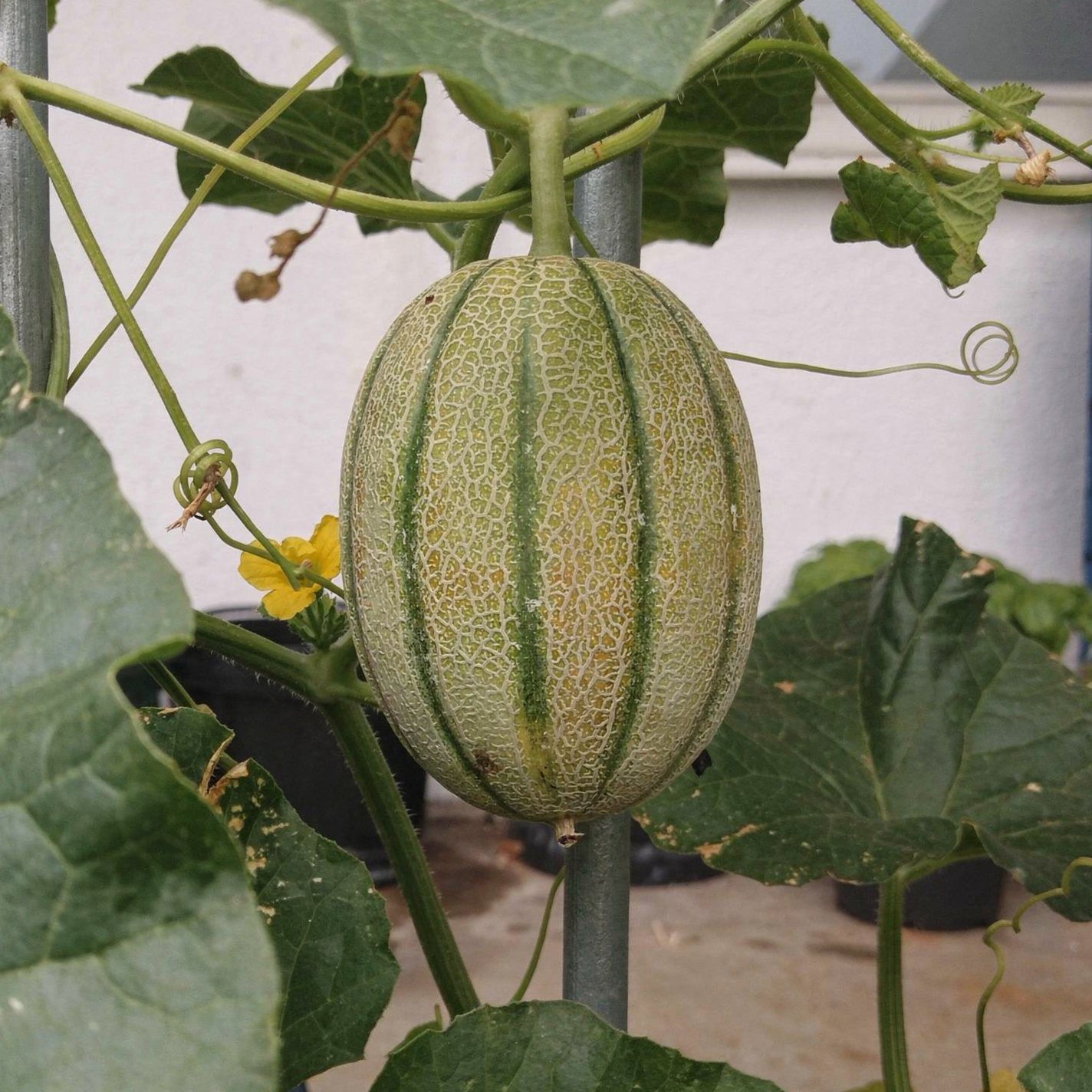 Cantaloupe — hero (AI-generated reference image)